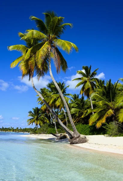 カリブ海のビーチの素晴らしい景色 — ストック写真