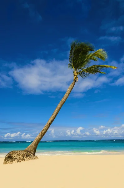 Exotische palmboom op strand — Stockfoto