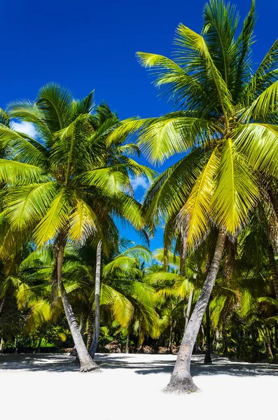 カリブ海のビーチの素晴らしい景色 — ストック写真