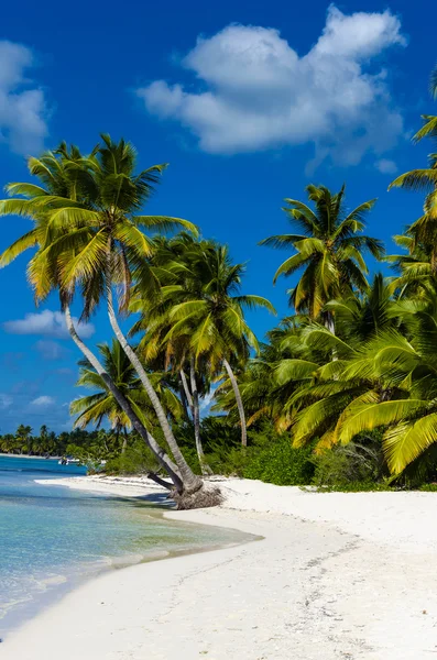 Prachtig uitzicht over Caribische strand — Stockfoto