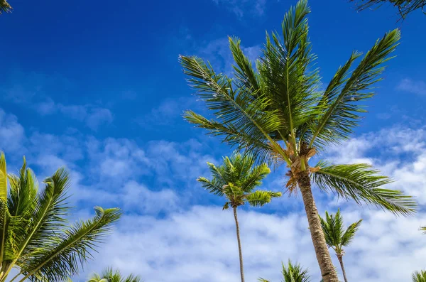 Palmbomen en blauwe lucht — Stockfoto