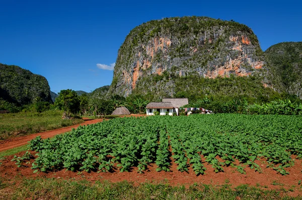 Valle de Vinales con azienda agricola — Foto Stock