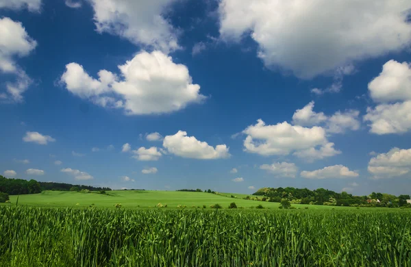 Field of spring green wheat — Stock Photo, Image