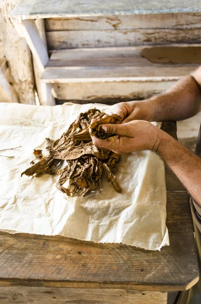 Традиционное производство сигар — стоковое фото