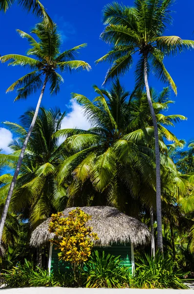 Covered with a thatched roof hut — Stock Photo, Image