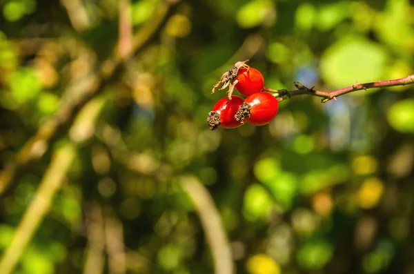 Aubépine mûre rouge — Photo