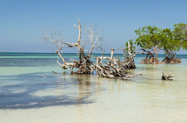 Strand auf karibischen Inseln — Stockfoto