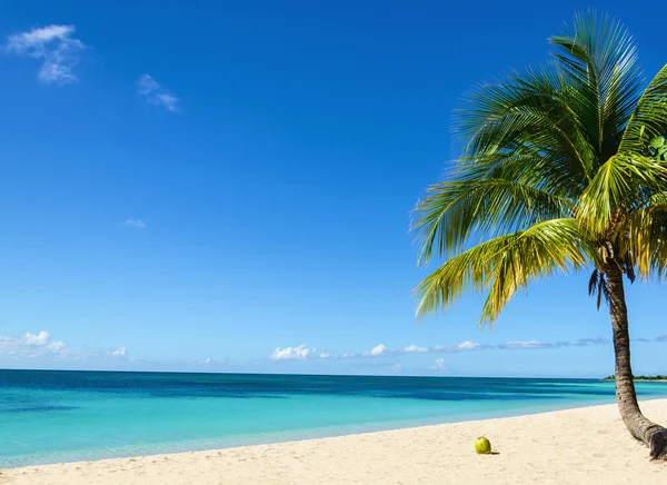 Playa de arena exótica con palmera —  Fotos de Stock