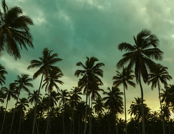 Piękny zachód słońca, palmy — Zdjęcie stockowe