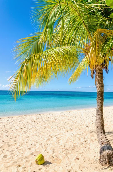 Exotiska sandstranden med palm — Stockfoto