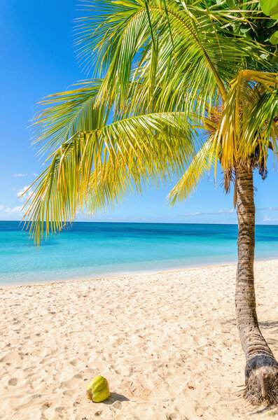 Экзотический песчаный пляж с пальмами
