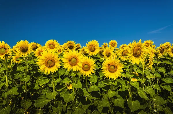 Hermoso paisaje con campo de girasol — Foto de Stock