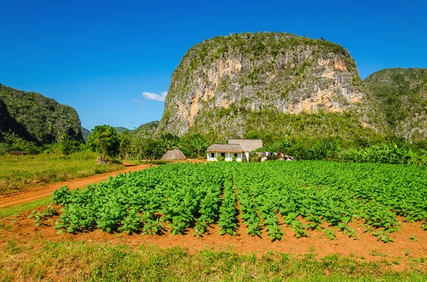 Valle de Vinales tipik görünümü