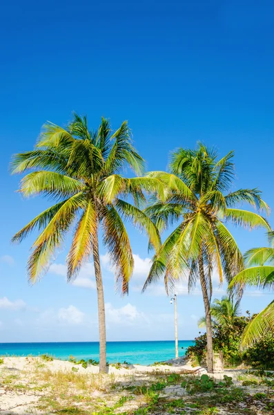 Amazing sandy beach with palm trees — Stock Photo, Image