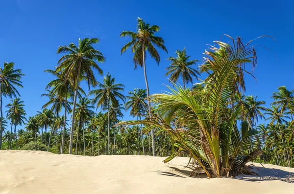 Costa esotica con palme esotiche — Foto Stock