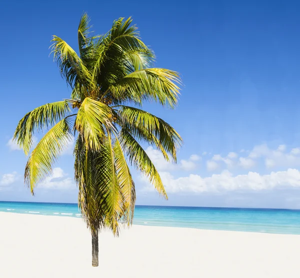 Praia com palmeira alta bonita — Fotografia de Stock