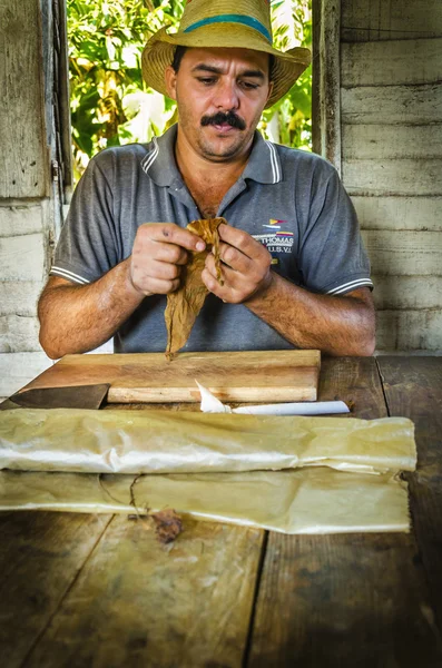 Traditional manufacture of cigars — Stock Photo, Image