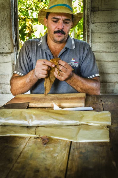 Fabricación tradicional de puros —  Fotos de Stock