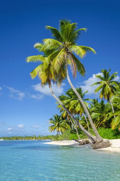 Vue imprenable sur la plage des Caraïbes — Photo