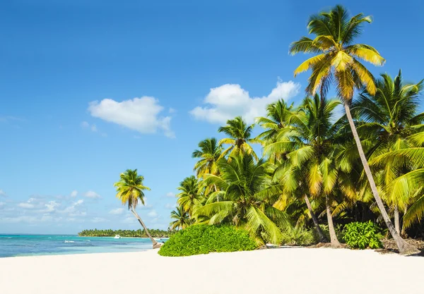 Amazing tropical beach with palm tree — Stock Photo, Image