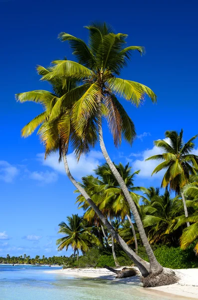 Atemberaubende Aussicht auf den karibischen Strand — Stockfoto