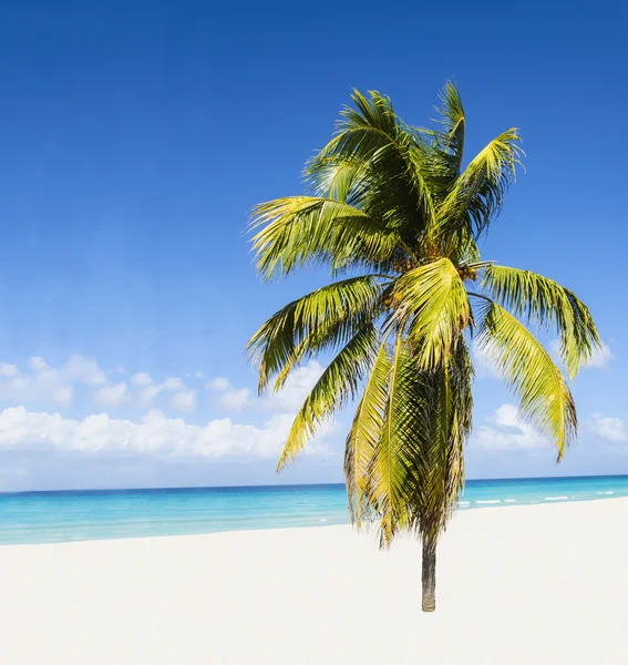 Praia com palmeira alta bonita — Fotografia de Stock