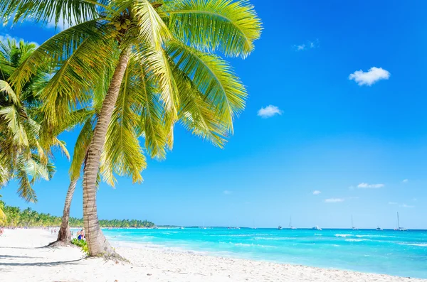 Καραϊβικής παραλία με εξωτικούς φοίνικες — Φωτογραφία Αρχείου