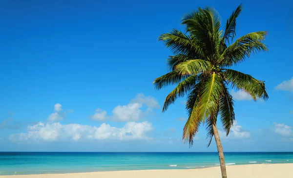 Playa con hermosa palmera alta —  Fotos de Stock