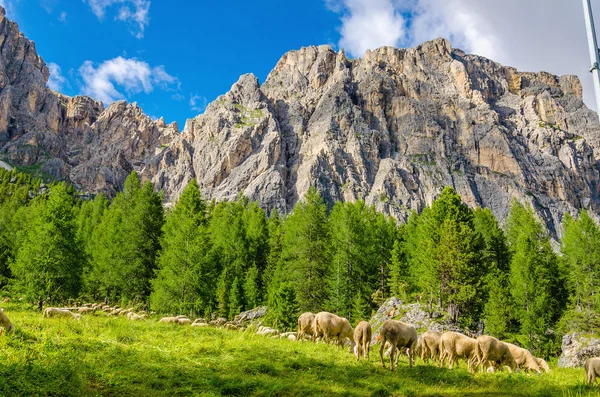 Gregge di pecore al pascolo in montagna — Foto Stock