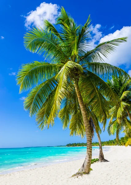 Amazing view of Caribbean beach Stock Image