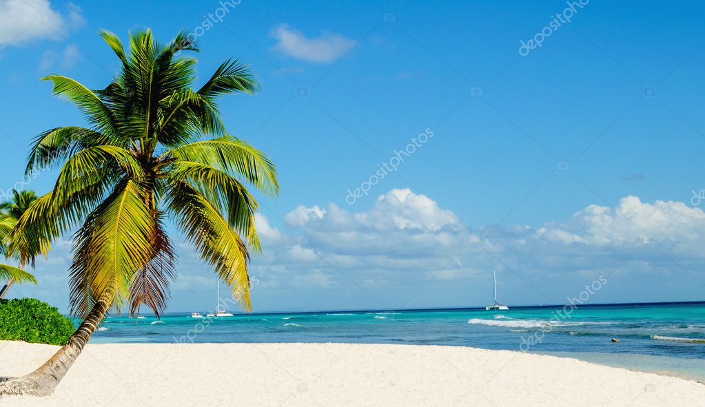 Amazing tropical beach with palm tree