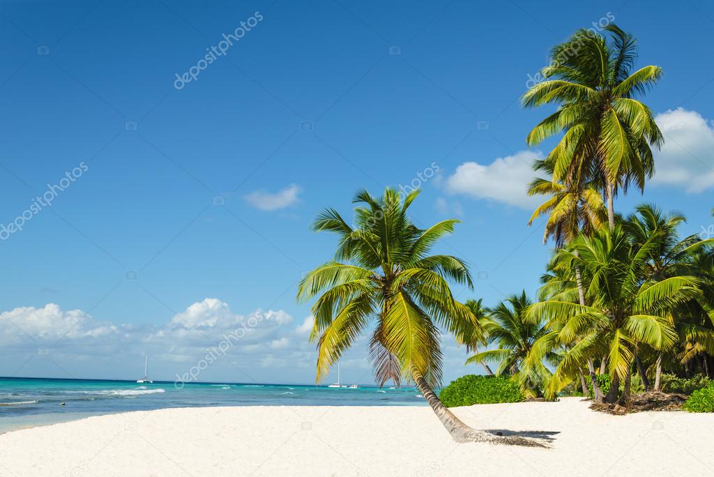 Amazing tropical beach with palm tree