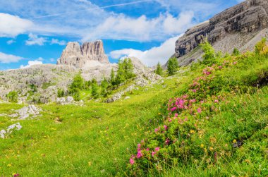 Mountain flowers and pine, Dolomites Mountains clipart