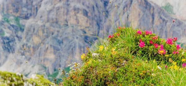 Цветы и горная сосна, Италия — стоковое фото