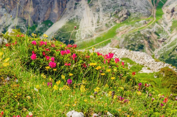 Fiori di montagna e pino, Dolomiti, Italia — Foto Stock