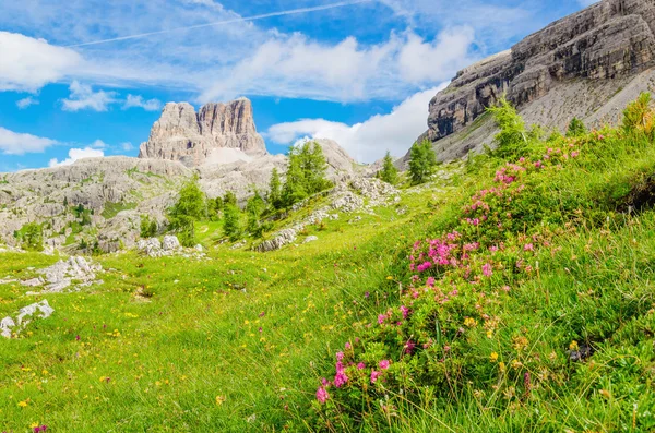 Flores da montanha e pinho, Dolomitas Montanhas — Fotografia de Stock