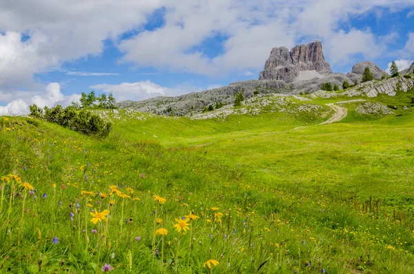 Gula blommor Dolomiterna bergen, Italien — Stockfoto