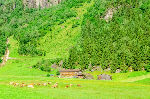 Green alpine meadows, Zillertal, Austria — Stock Photo, Image