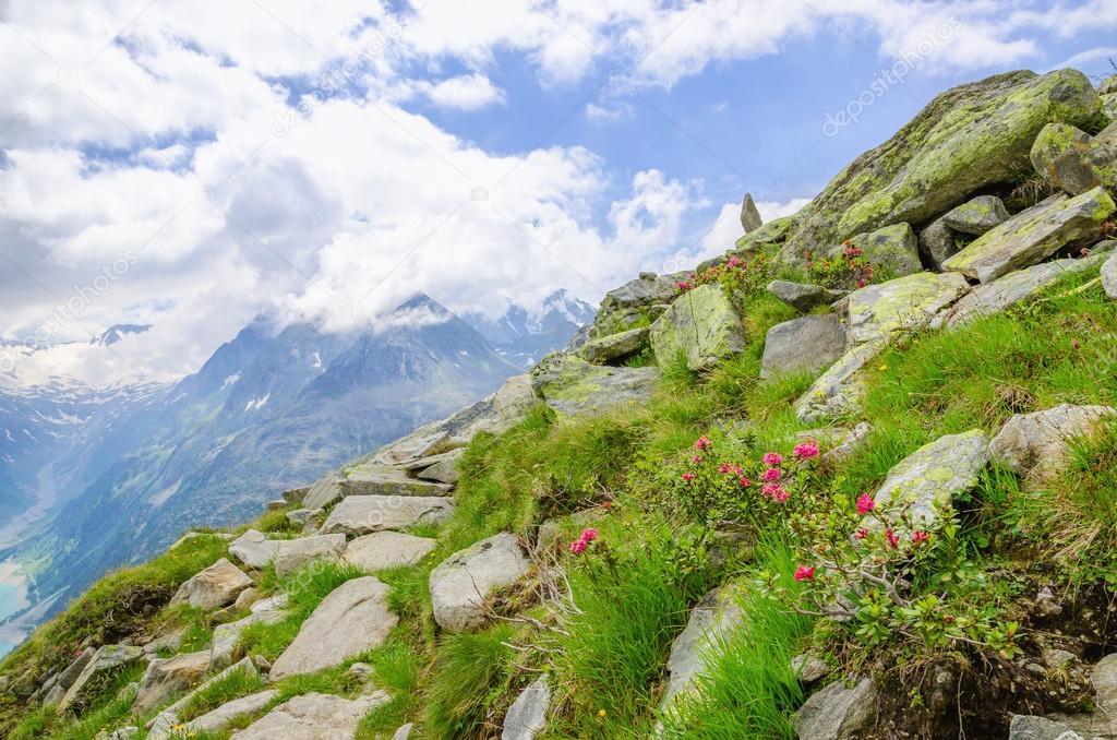 Alpine landscape with mountain flowers, Austria