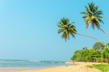 Sahildeki palmiye ağaçları