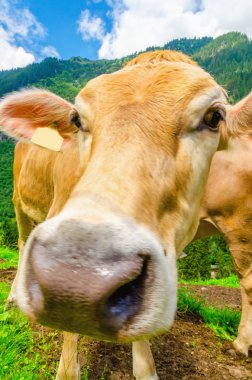 Alp kahverengi inek üzerinde çayır, Avusturya