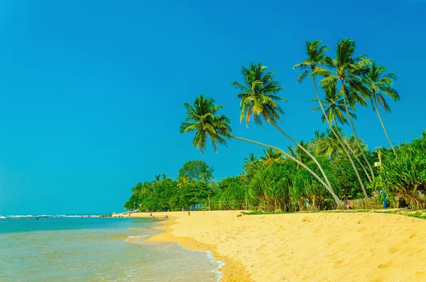 Egzotycznej, piaszczystej plaży z palmami wysokiej — Zdjęcie stockowe