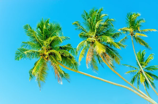 Alte palme contro il cielo blu — Foto Stock