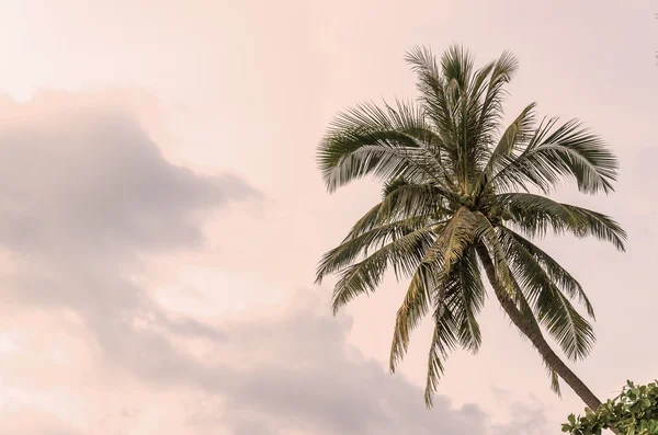 Palmier au coucher du soleil — Photo