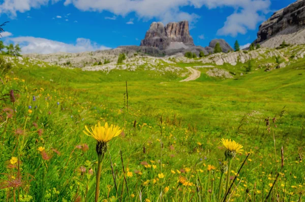 意大利多洛米蒂山黄山花 — 图库照片