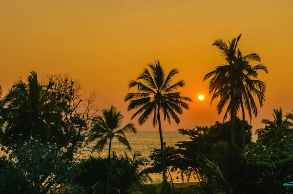 Ρομαντικό ηλιοβασίλεμα στην παραλία της Καραϊβικής με παλάμες — Φωτογραφία Αρχείου