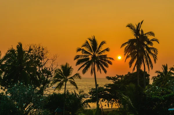 Avuç içi ile Karayipler Beach romantik günbatımı — Stok fotoğraf