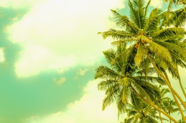 Ssandy beach coconut palm ile