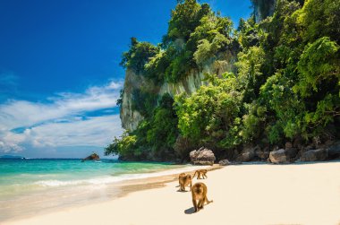 Monkeys waiting for food in Monkey Beach, Thailand clipart