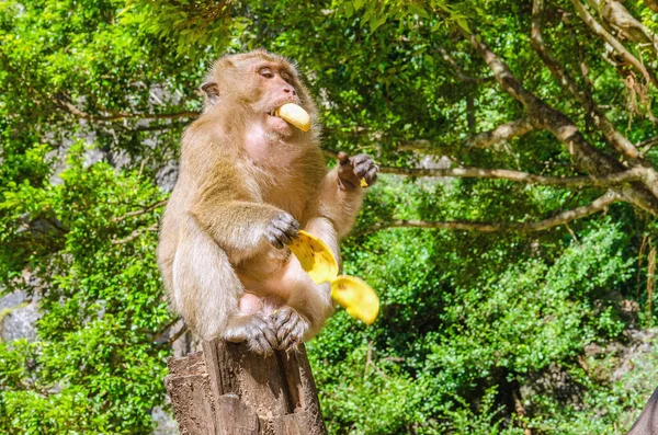 Maimuță care mănâncă banane în junglă — Fotografie, imagine de stoc